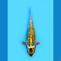 YELLOW DRAGON - UNIQUE KOI