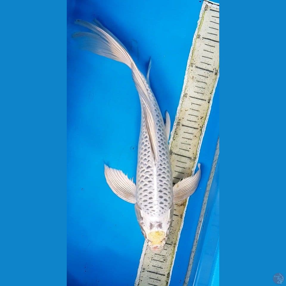 TANCO KIRIN KOJAKU SLEYER 