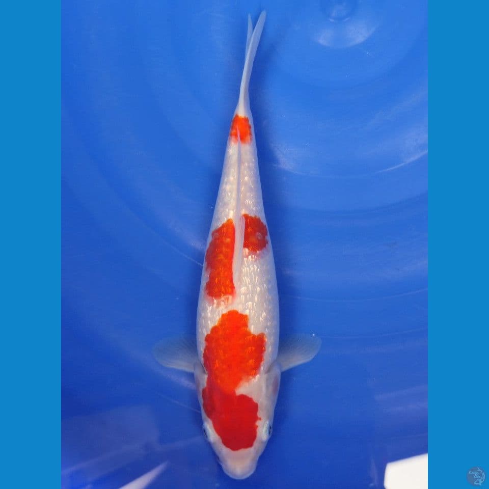 kohaku gindrin 25 cm