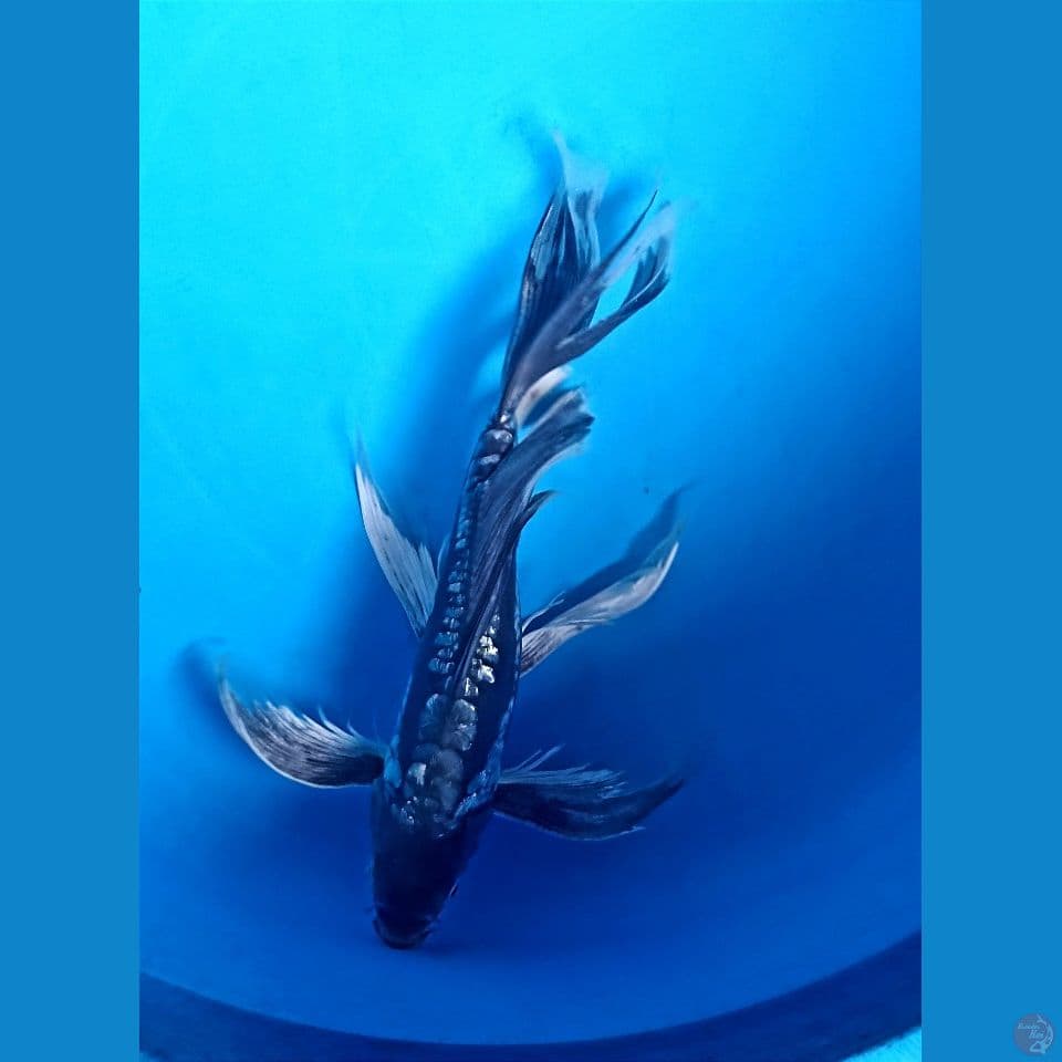Soragoi slayer 30 cm