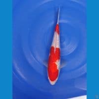 kohaku gindrin 23 cm