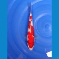 kohaku gindrin 23 cm
