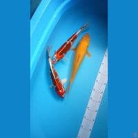 kojaku 32-33 / karashi 37cm uncek 