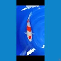 maruten kohaku 33 cm
