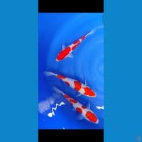 kohaku doitsu 22-25 cm