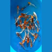 paket kojaku 1720cm 32pcs