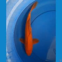 Karashi male 38 cm