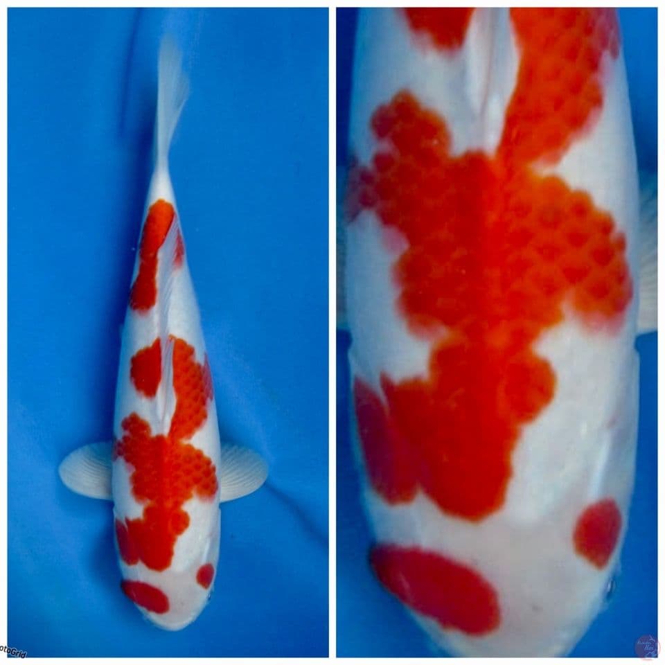 Kohaku f1 sakai 34cm