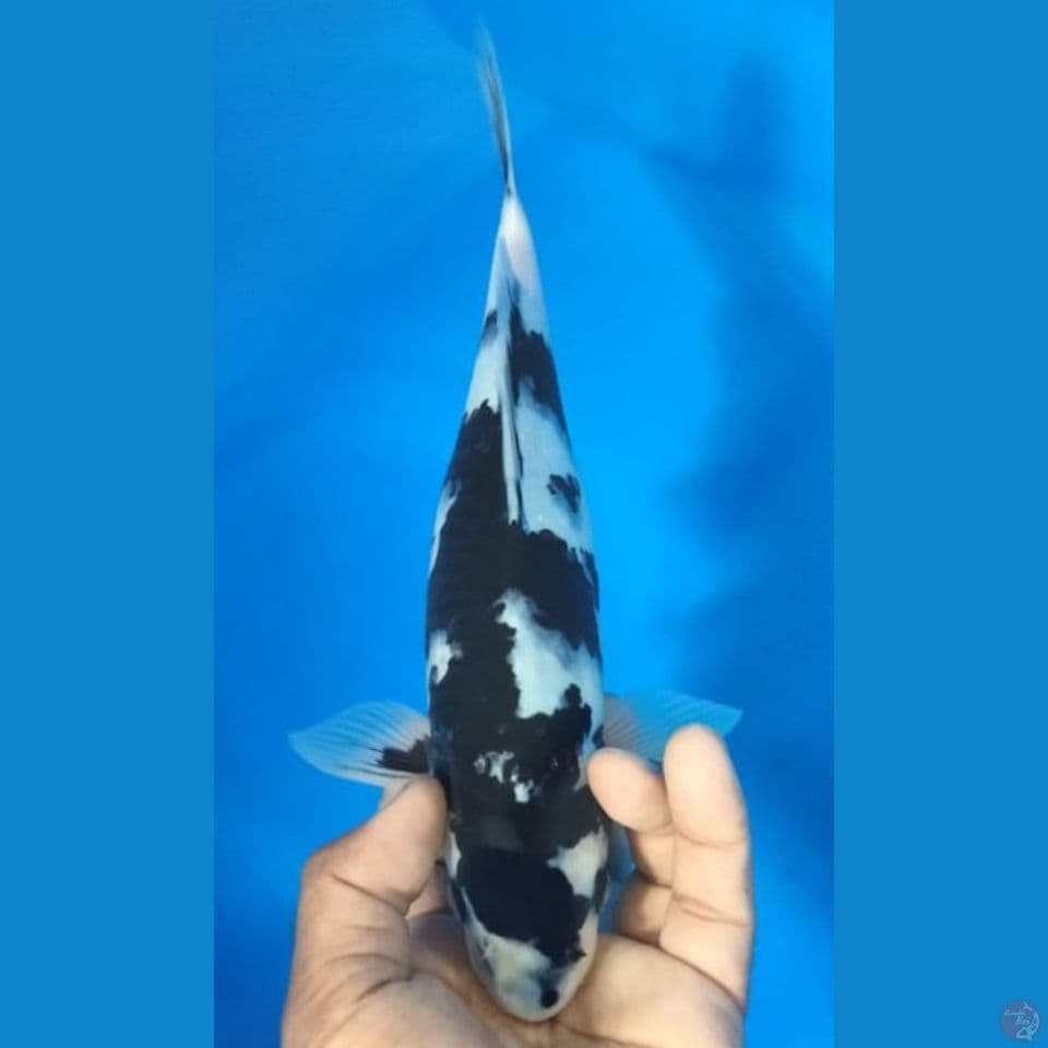 SHIRO 30CM