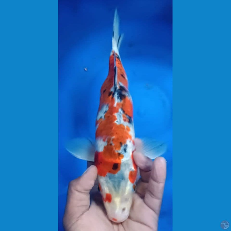 GHOSAN 35CM