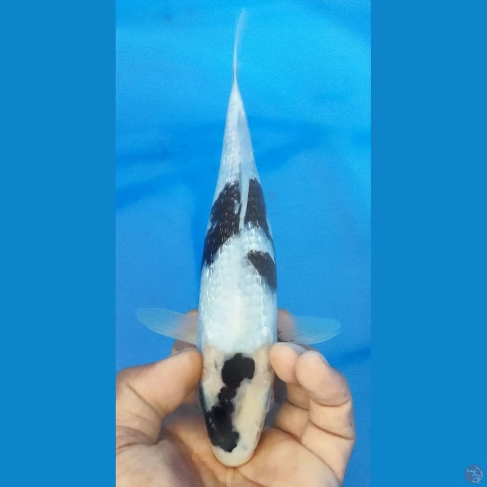GINRIN 27CM