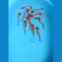 Kohaku 13-15 cm (13 ekor)