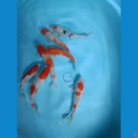 Kohaku 18-20 cm (7ekor)