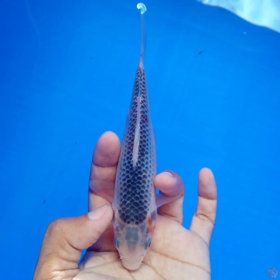 ASAGI 16CM