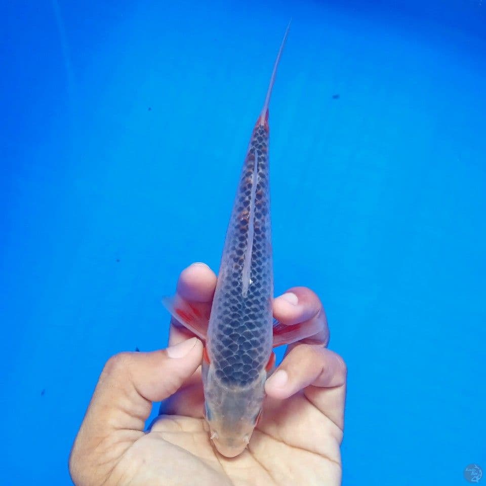 ASAGI 17CM
