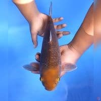 Caramel #27cm - Male