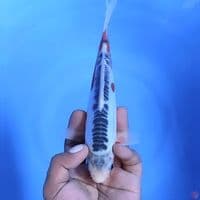 shusui # 21cm - Male