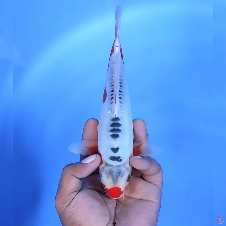 Shusui # 24cm - Female