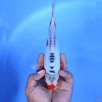 Shusui # 24cm - Female
