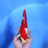 Kohaku doitsu # 28cm - Male