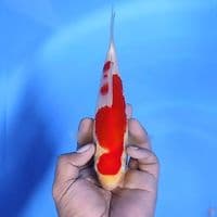 Kohaku # 22cm - Female