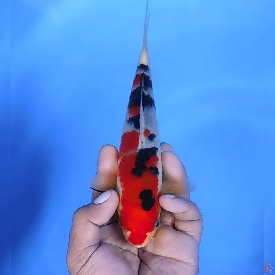 sanke # 22cm - Male