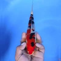 sanke # 22cm - Male