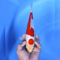 Kohaku doitsu # 27cm - Female