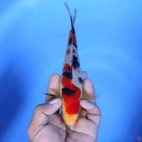 Sanke # 20cm - Male