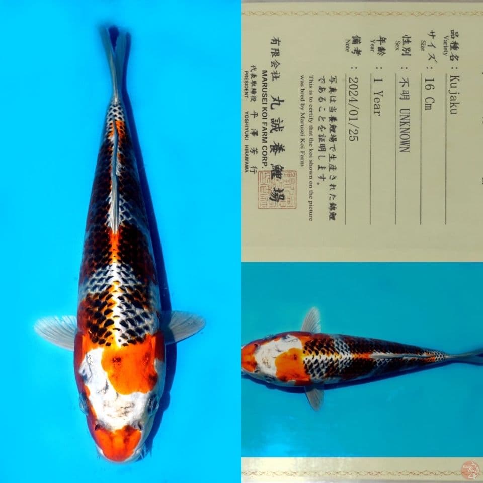 MARUSEI KUJAKU HQ 29CM