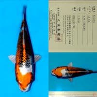 SALE OB RENDAH! MARUSEI NIDAN KUJAKU SQ 23CM