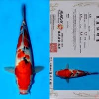 SALE OB RENDAH! SAKAI GONDAN SANKE HQ 28CM