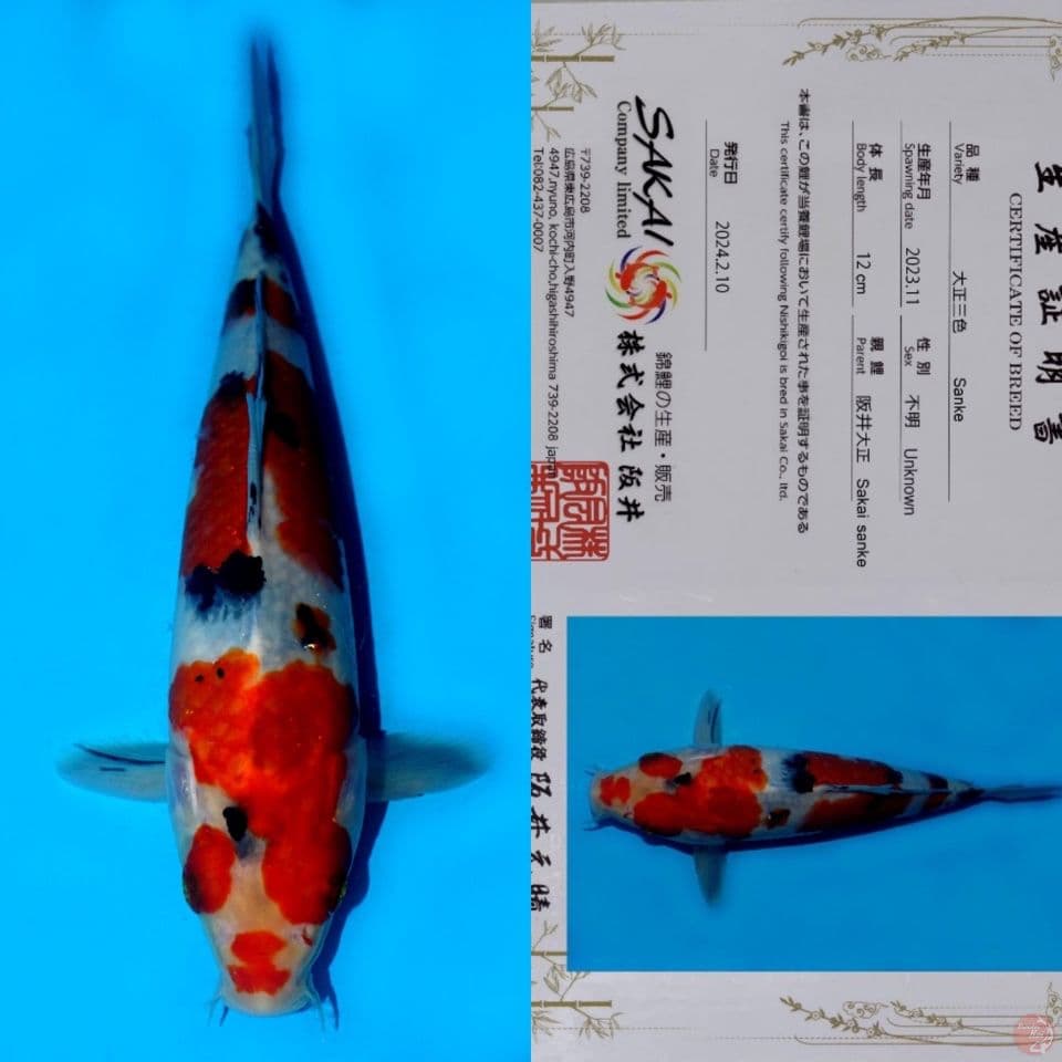 SAKAI SAKURA SANKE HQ 23CM
