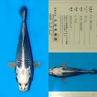 SALE OB RENDAH! MARUSEI GIN MATSUBA HQ 29CM
