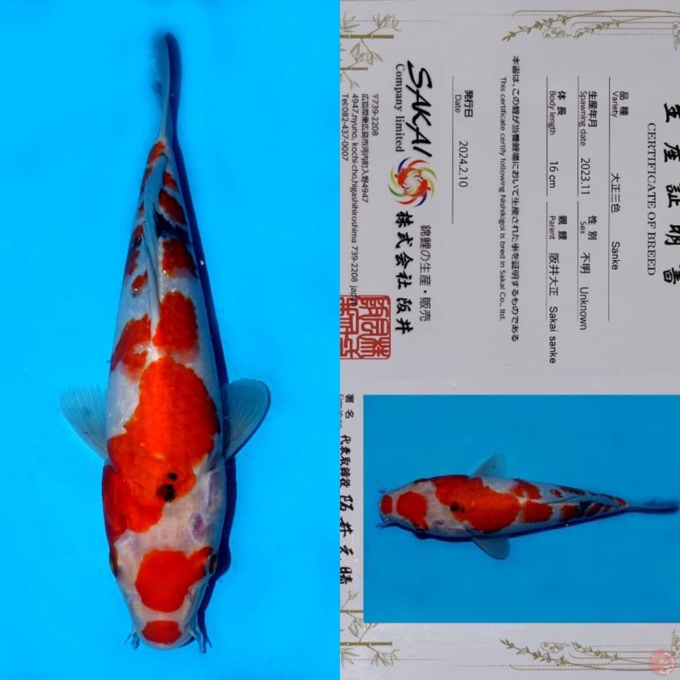 SALE OB RENDAH! SAKAI SAKURA SANKE HQ TATEGOI 27CM