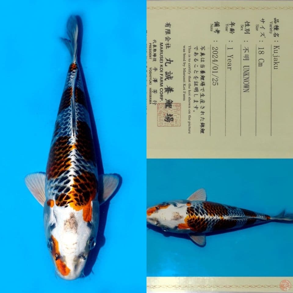 MARUSEI SAKURA KUJAKU HQ 29CM