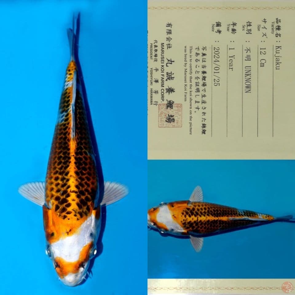 SALE OB RENDAH! MARUSEI NIDAN INAZUMA SQ 22CM