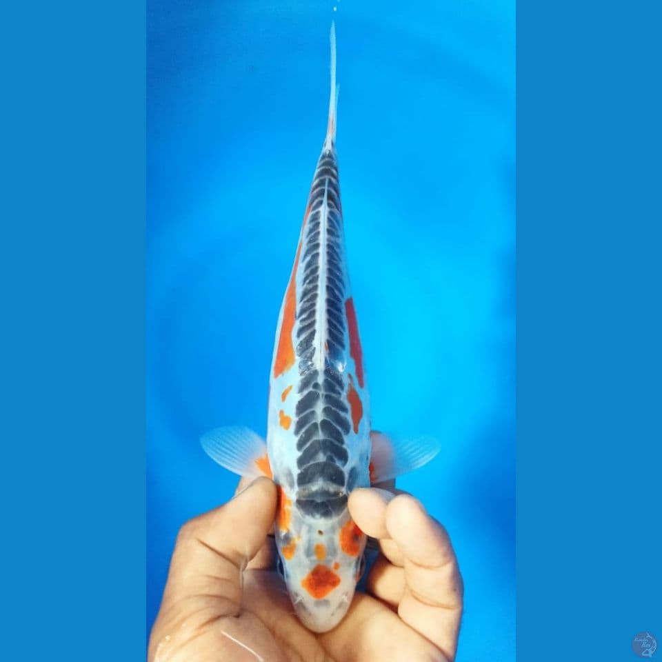 SUSHUI MALE 25CM