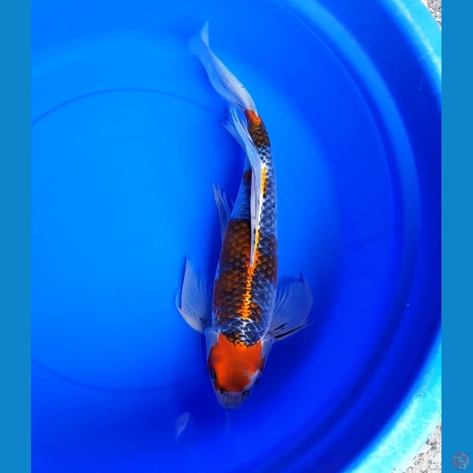 ghosiki kumpay 47cm
