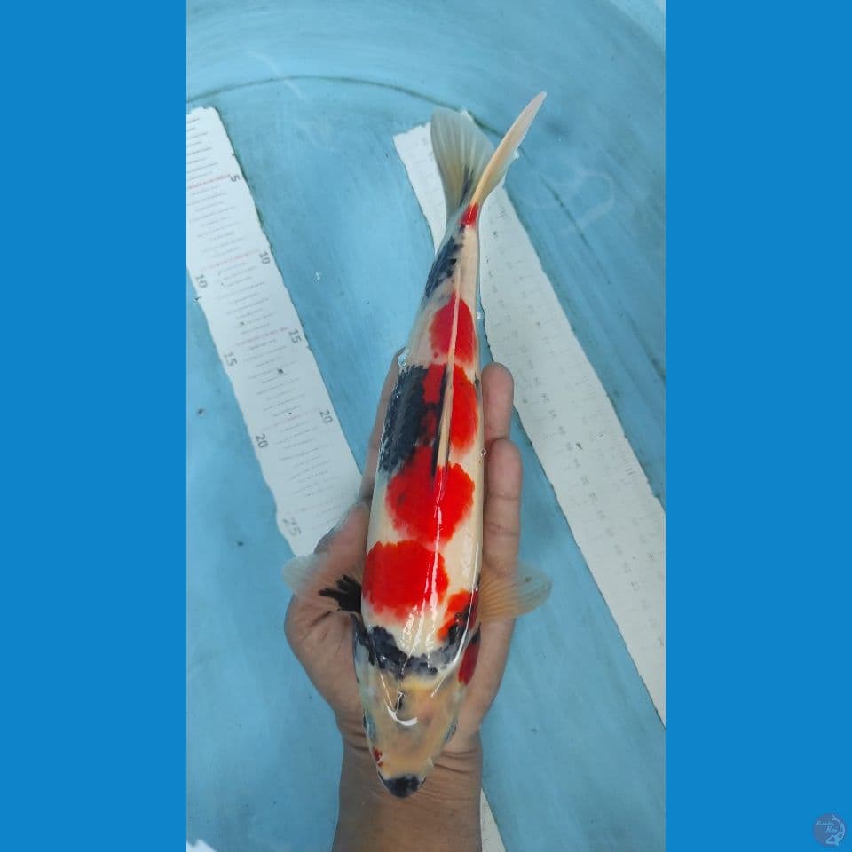 showa 31 cm