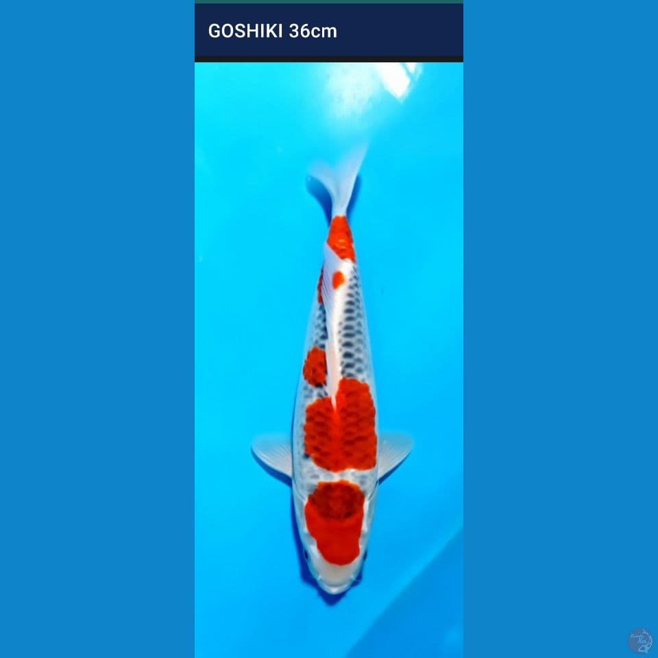 Goshiki 36 cm