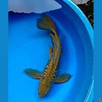 DRAGON SLAYER 38 cm