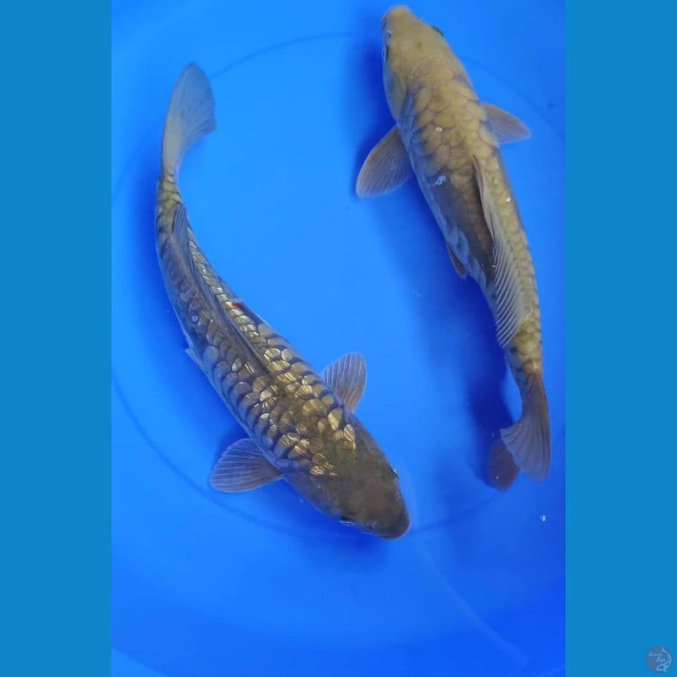 37 38cm