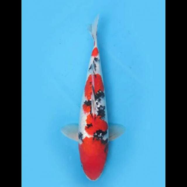 36cm Male - Super Red Sanke Full Ginrin 