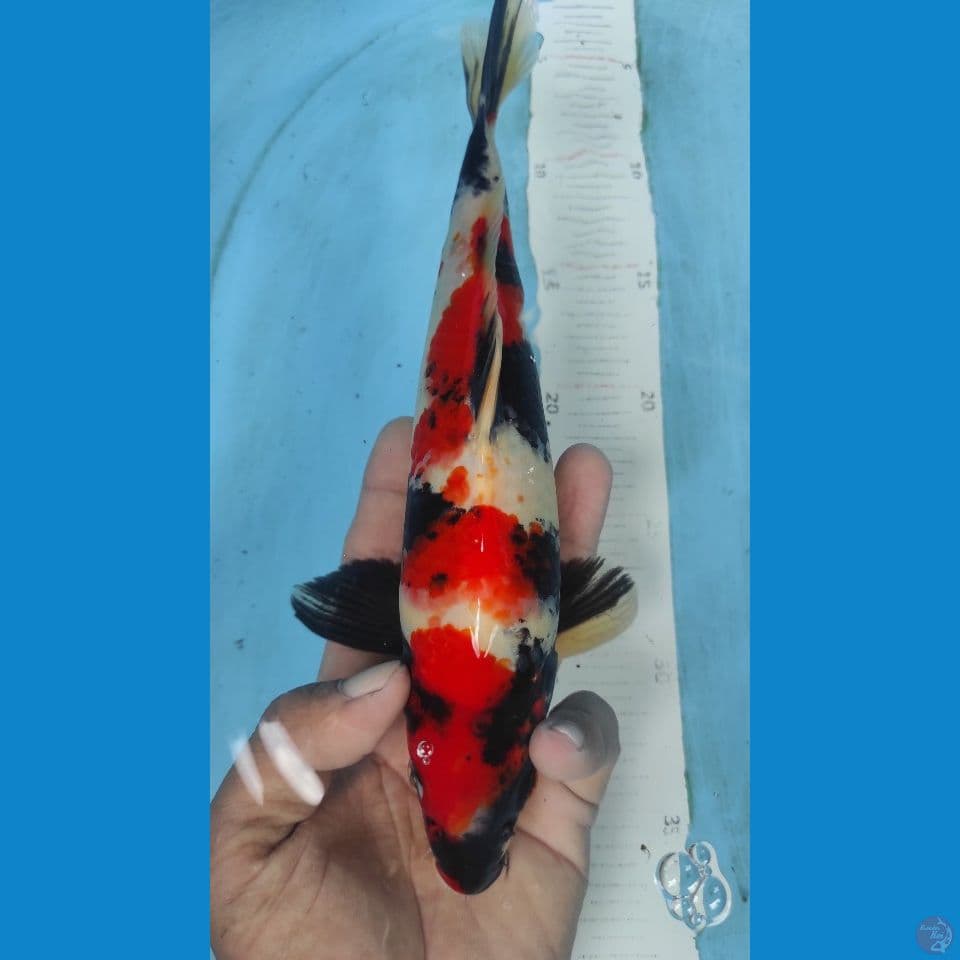 showa 28cm ~M