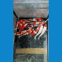 kohaku sanke Sepesial 25 30 cm 11 pcs
