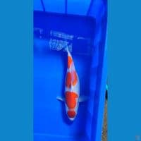 maruten Kohaku 39 cm female 