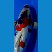 HQ Ginrin Showa 44 cm