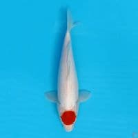 31cm khohaku