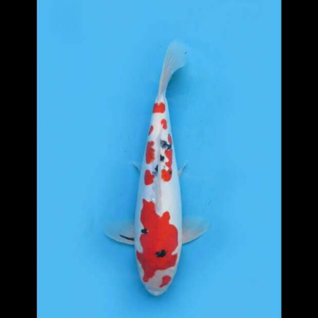 37cm Female - Sanke Doitsu Mulus 